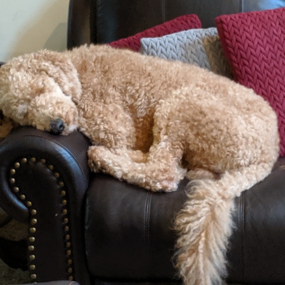 Meet your Posher, Frederick - Picture 1 of 1